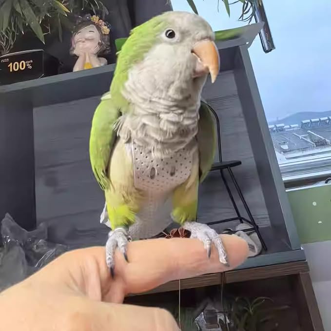 Premium Genuine Cowhide Bird Flight Harness Anti Bite Breathable Parrot Diaper Parrot Suit with Leash for Parakeet Conure Quaker Flying Clothes Rope and Handle (Without Leash,XX-Large)
