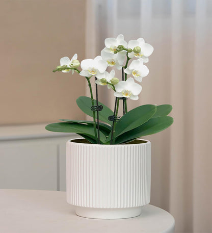 Puoyikt Ceramic 4.9+6.3 inch Planters, Modern Home and Office Flowerpot, Indoor and Outdoor Flowerpot with Drainage Hole (White)