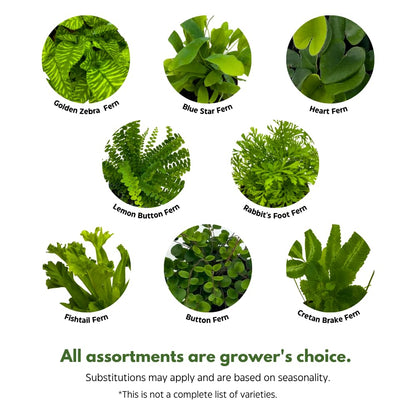 BubbleBlooms Fern Variety Assortment, 6 Different Ferns in 2 inch pots Tiny Mini Pixie Plants