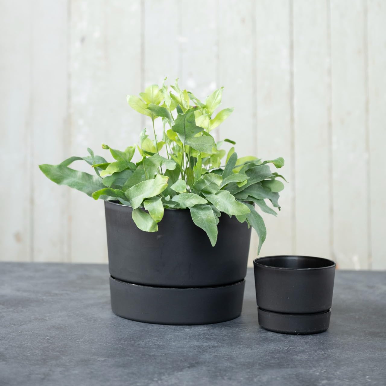 Root & Vessel Majestic Mid-Century Modern Low Profile Cylinder Pot, Matte Black, 8.5"