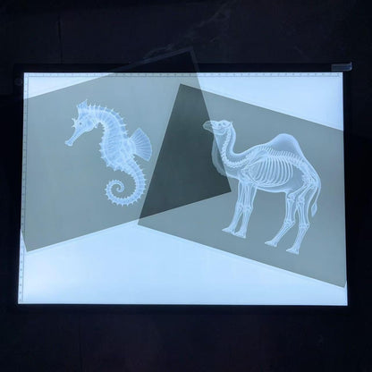 BAOGETONGLER Animal X-ray Educational Set 15 Pieces for Light Table Science Learning