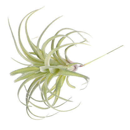 DECHOUS 1pc Artificial Air Plants Artificial Terrarium Plants Large Air Faux Flocked Tillandsia Photo Props Plant Glass Container Hanging Decor Pineapple Household