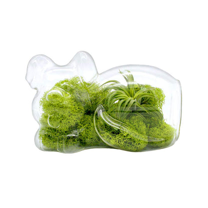 5.75" Puppy Dog Shaped Glass Terrarium Kit with Live Tillandsia Air Plant and Bright Colored Reindeer Moss (Light Green)