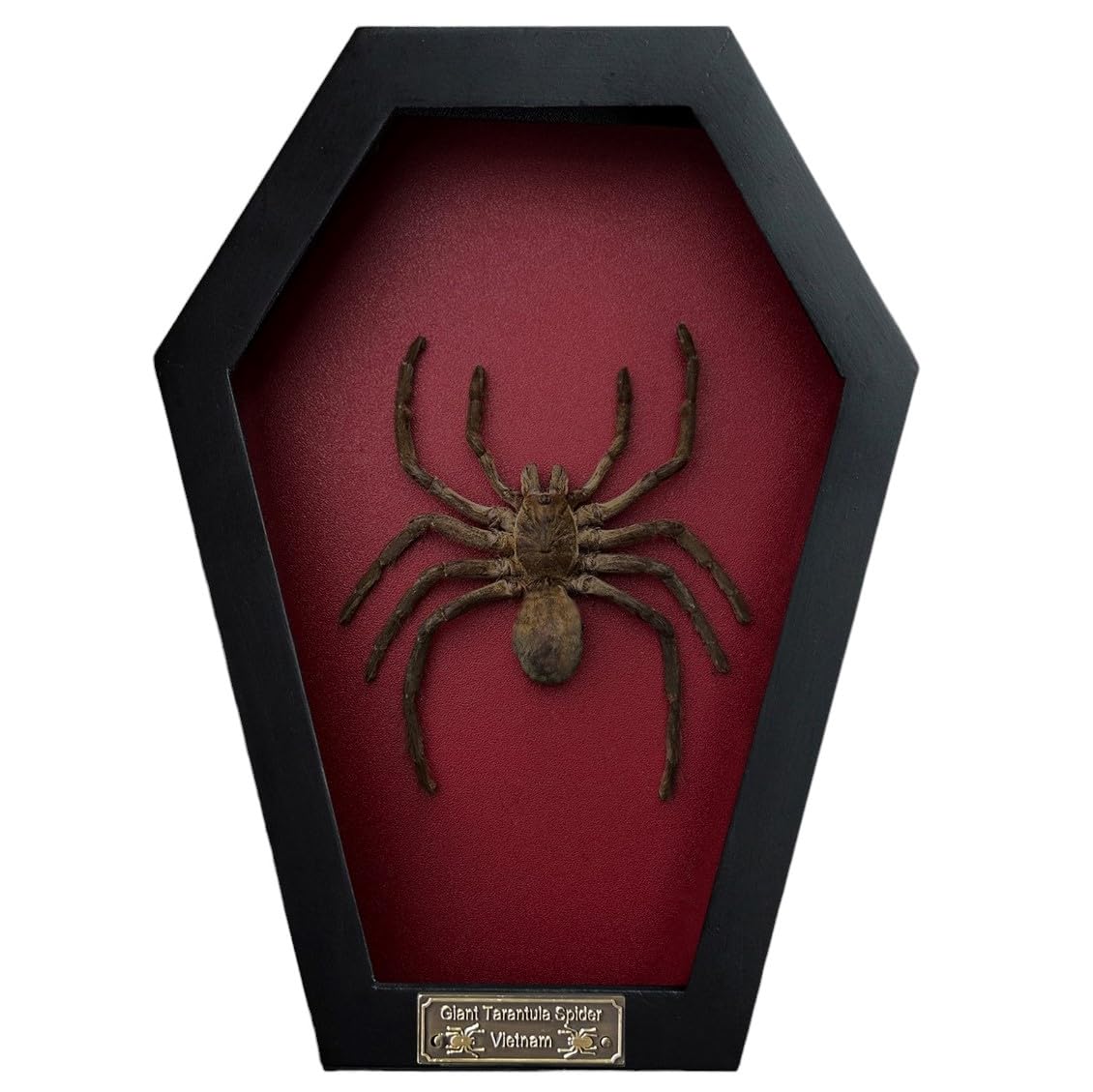 Real Spider Tarantula Gothic Witchy Spooky Beetle Bug Entomology Shadow Box Insect Oddity Curiosities Taxidermy Wall Art Home Decor Living Gallery CF18-56-DO