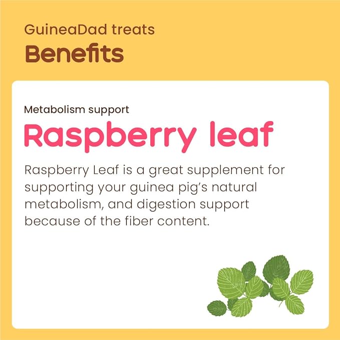 GuineaDad Organic Guinea Pig Herbal Treats - Guinea Pig Food with Convenient Packaging - Raspberry Leaf Flavor - 10 fl. oz - Guinea Pig Treats Help with Bonding - High in Nutrition and Fiber- Small