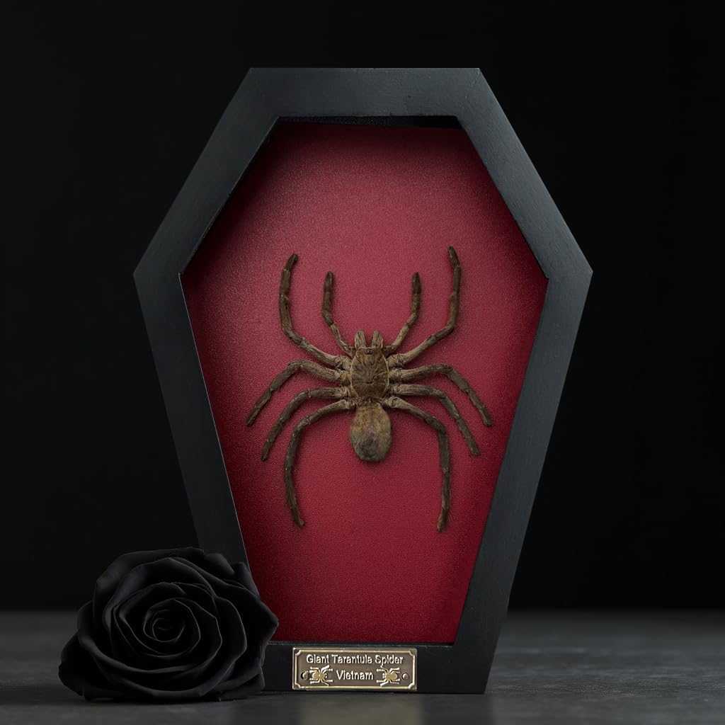 Real Spider Tarantula Gothic Witchy Spooky Beetle Bug Entomology Shadow Box Insect Oddity Curiosities Taxidermy Wall Art Home Decor Living Gallery CF18-56-DO