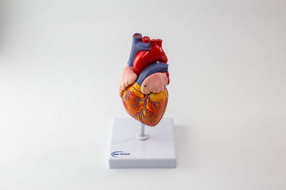 NEW HORIZON 2-Parts Life Size Human Heart Anatomical Model,48 Accurate Numbered Structures Cardiac,Anatomy Model,Number Manual,Magnets,Display Base,for Classroom Cardiology Resuscitation mannequins