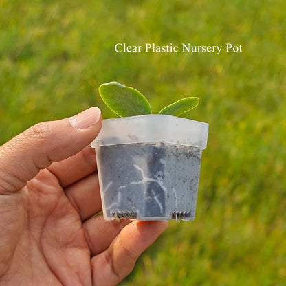 BangQiao 200 Pack 1.95 Inch Tiny Clear Plastic Square Nursery and Seedling Pot, Mini Transplant Seed Starter Planter with Drain Hole for Germination, Herb, Succulent