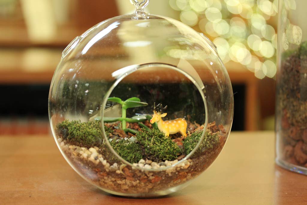 WGV Hanging Terrarium Globe, Width 7", Height 8", DIY Air Succulent Planter, Clear Glass Vase Orb with Flat Bottom, Candle Holder Outdoor Garden Decor, 6 Pieces