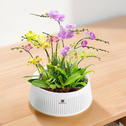 Meshpot 8 inch Orchid Pots with Holes for Repotting,Set of 1,Decorative African Violet Pots with Air-Pruning and Good Air Circulation,Plastic White Orchid Planter with Saucers