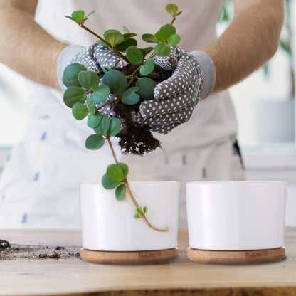Cindeer 12 Sets Succulent Plant Pot Ceramic Succulent Pots Container Cactus Pots with Bamboo Tray Small Cylinder Flower Plant Pot with Bamboo Saucers for Plants Indoor Outdoor(White,3 x 2.17 Inch)