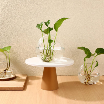 VANZACK 3pcs Round Glass Terrarium Vases Stylish Air Plant Containers for Home Office Decor Beveled Opening for Easy Plant Display for DIY Projects and Centerpieces