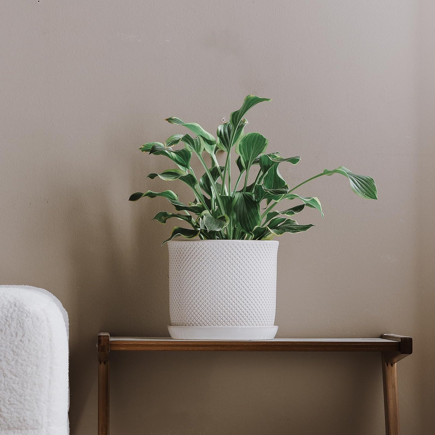 Chubacoo 8 Inch Plant Pot: Ceramic Planter with Drainage Hole & Saucer Indoor Outdoor Plants - Flowerpot with Bonded Tray for Home Office - Beaded Embossed Style, Cream White
