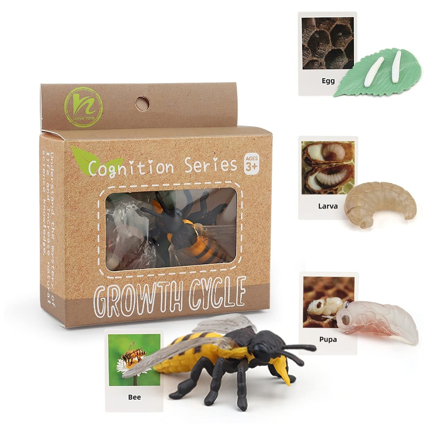 MIKNEKE Montessori Bee Life Cycle with Flash Cards, Realistic Animal Figurines Toy, Animal Educational Matching Game for 3+ Year Old Toddlers Kids (Bee)