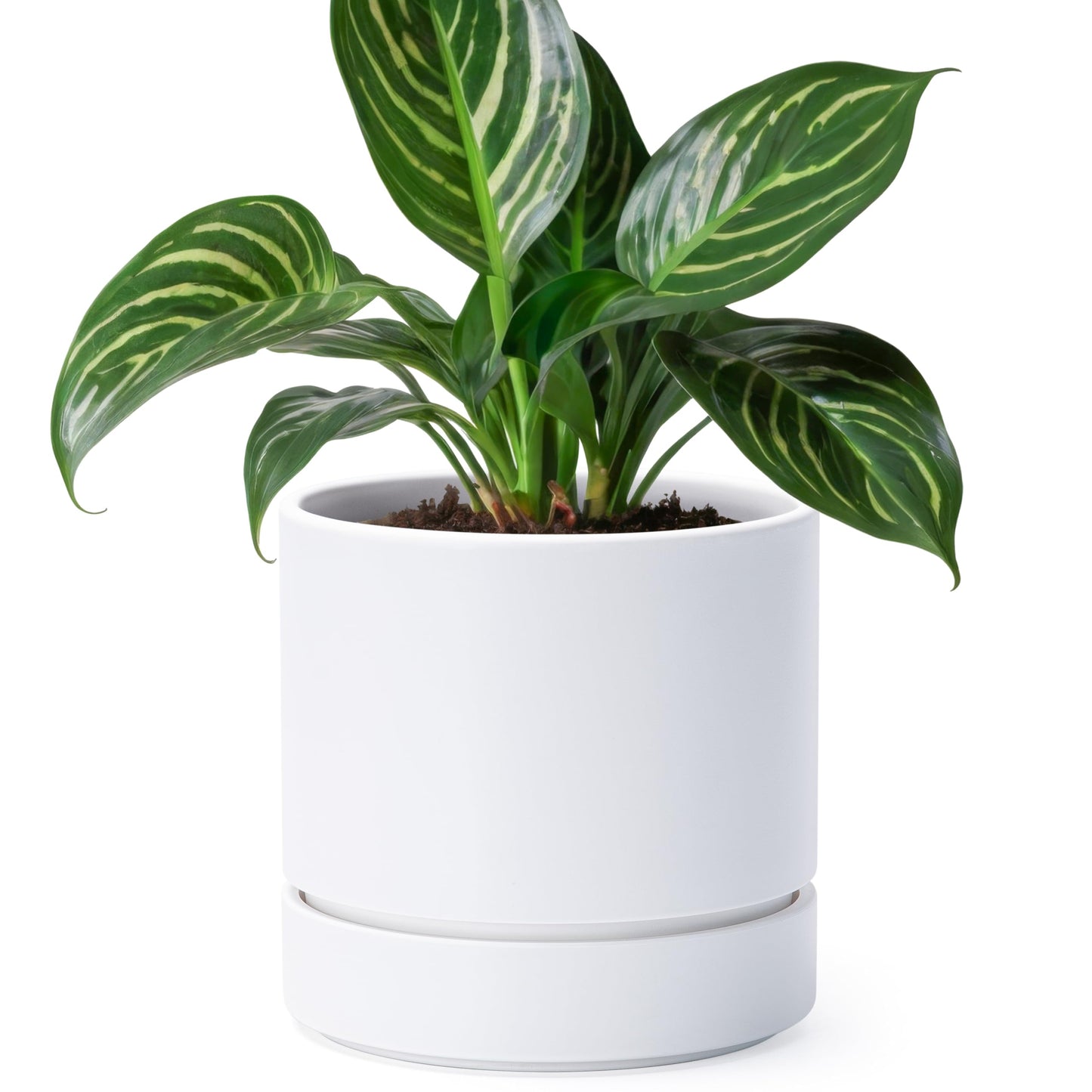 Phoenix Vine 6 Inch Planter Pot with Drainage Hole & Saucer, Deep Water Catch Tray, Straight Cylindrical Round Pot for Plants, Matte White, Pack of 1, 23-B-S-1