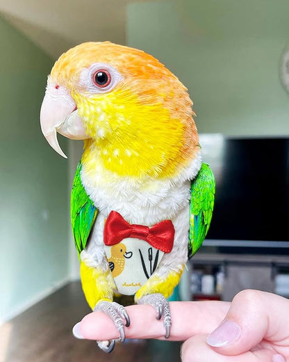 UKJENT Bird Diaper Protective Parrot Nappy 2 Pack, Reusable Flight Suit with Waterproof Inner Layer, Washable Cute Urine Wet Suit for Cockatiel Monk Parakeet Sun Parakeet Lory(M)