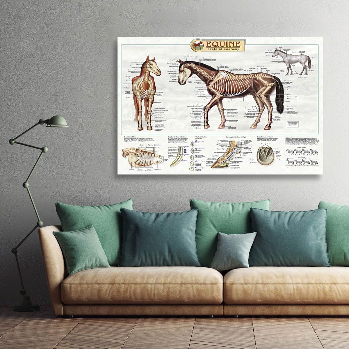 The anatomical structure of horse bones Posters Horse Knowledge Farm Club School Education Kitchen Home Wall Decoration Gift 16x24in Unframed