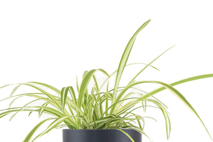 Leaf & Linen | Modern Collection 6" Ceramic Pot, Live Indoor/Outdoor Air Houseplant and Office Décor, Bonnie Spider' Chlorophytum Comosum, Black