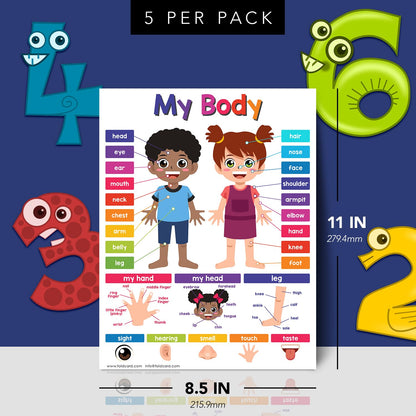 Educational Charts for Preschool to Grade 1 – Bright and Colorful Educational Visual / Learning Aid Wall Art Poster for Classroom or Home | Glossy Durable Cardstock | 8.5" x 11" | 5 per Pack (My Body)
