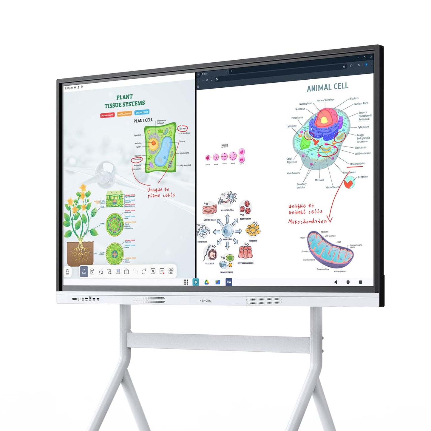 NEWORK Smart Board, 55" Interactive Whiteboard with Google EDLA, Built-in Digital Whiteboard, Wireless Casting, Split-Screen & Unlimited Canvas for Business and Education (Wall Mount Included)