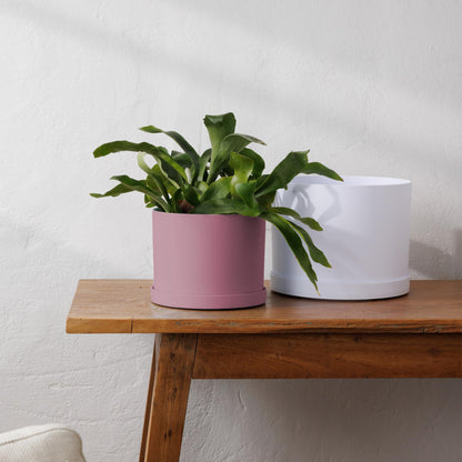 Bloem Mathers 6" Plastic Planter - Modern Indoor Pot with Drainage Holes and Saucer Tray, Dusty Rose