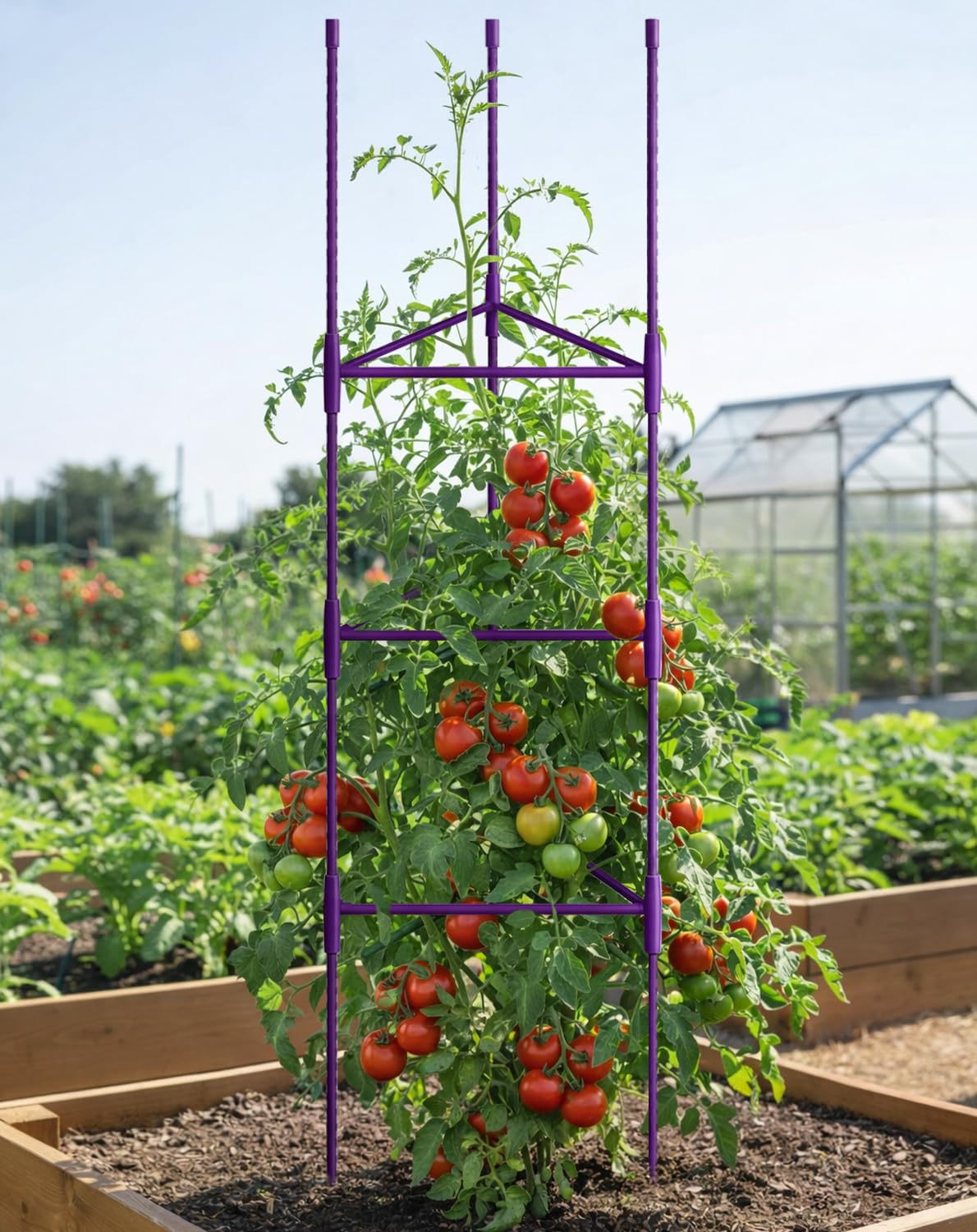 Growsun 51 inch Tomato Cage Heavy-Duty Plant Support Cucumber & Vine Vegetables – Adjustable Purple Metal Garden Trellis for Climbing Plants, Indoor & Outdoor Use, 6 Pack