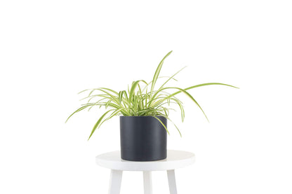 Leaf & Linen | Modern Collection 6" Ceramic Pot, Live Indoor/Outdoor Air Houseplant and Office Décor, Bonnie Spider' Chlorophytum Comosum, Black