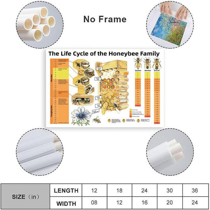 Honeybee Life Cycle Educational Poster Bee Family Development Chart for Classroom, Homeschool & Beekeeping Enthusiasts Canvas Print 24x16inch(60x40cm) Unframe-Style