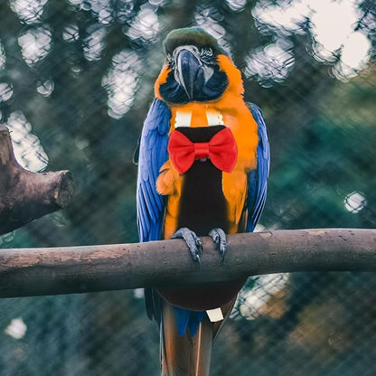 POPETPOP Flying Bird Diapers - Rubber Chew Stick & Cotton Suit for Cockatoo, Parrot & Other Flight Birds