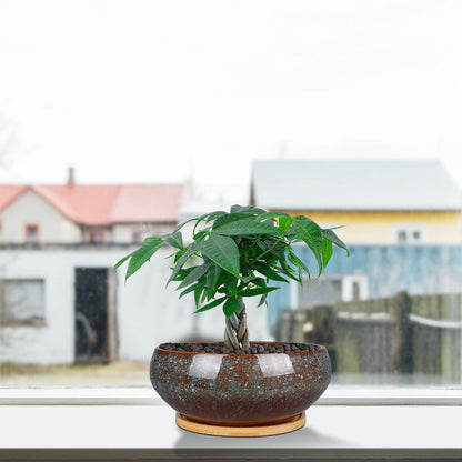 EPFamily 8 Inch Ceramic Bonsai Planter Pot, Glazed Shallow Succulent Planter with Drainage Hole and Bamboo Saucer for Indoor Plants, Green