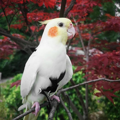Pet Parrot Bird Harness Leash Adjustable Bird Flying Harness Traction Rope with Cute Wing for Parrots Pigeons Budgerigar Lovebird Cockatiel Mynah Outdoor Training Toy (Black,S)