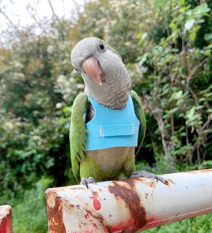 Bird Flight Harness Vest Parrot Flight Suit with Leash for Parakeets Cockatiels Conures Budgies, Bird Flying Clothes with Rope and Handle for Outdoor Activities Training (S,Blue)