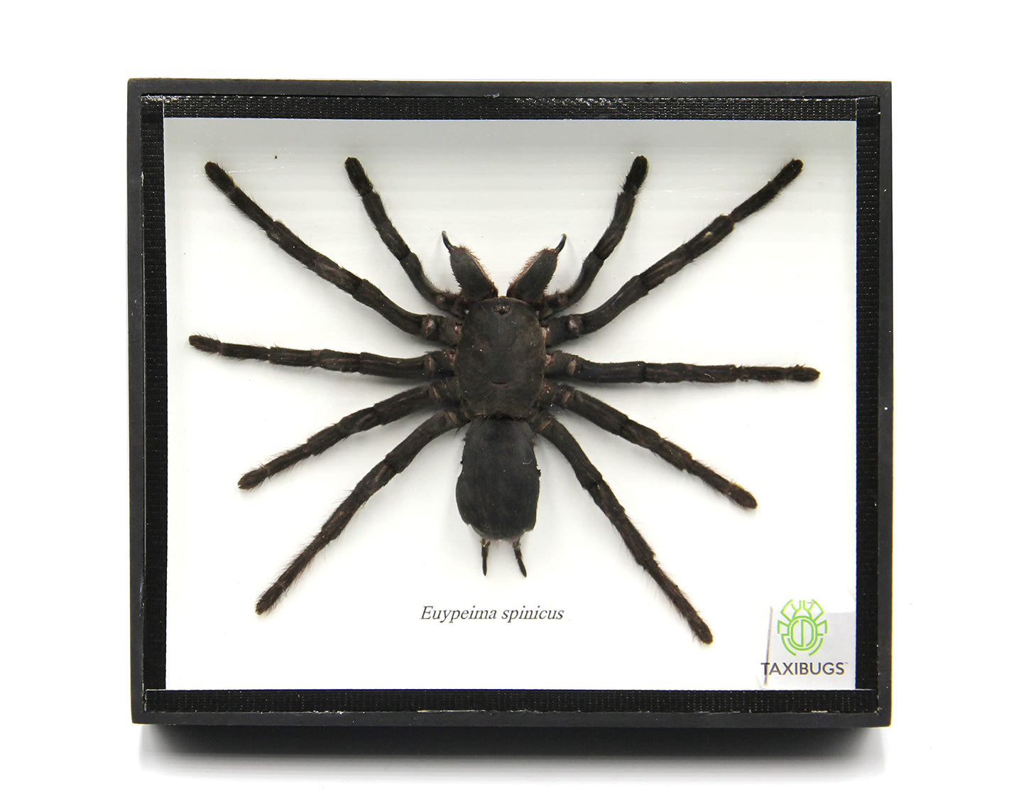 Real Giant Bird Eating Tarantula EURYPEIMA SPINCRUS Spider Taxidermy Transparent Boxed Display (Black Wooden Box)