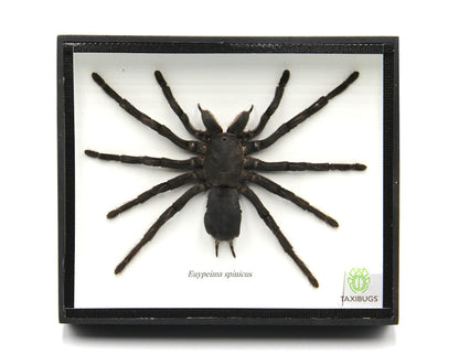 Real Giant Bird Eating Tarantula EURYPEIMA SPINCRUS Spider Taxidermy Transparent Boxed Display (Black Wooden Box)
