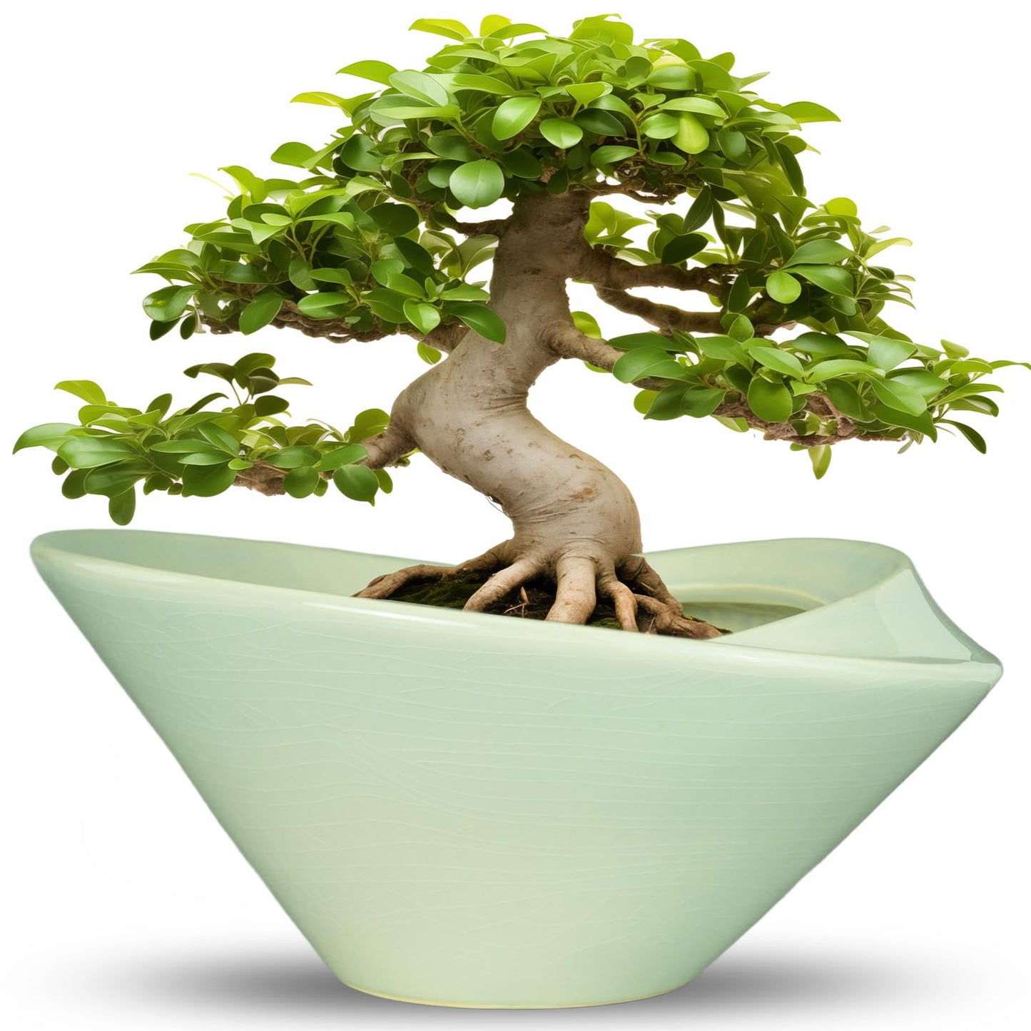 Teagas Ceramic Bonsai Pots - Large Succulent Planter 13 Inch Plant Pot Indoor Succulent Pot with Drainage Hole Outdoor Planter Bonsai Tree Pot for House Home Garden Office Decor Green
