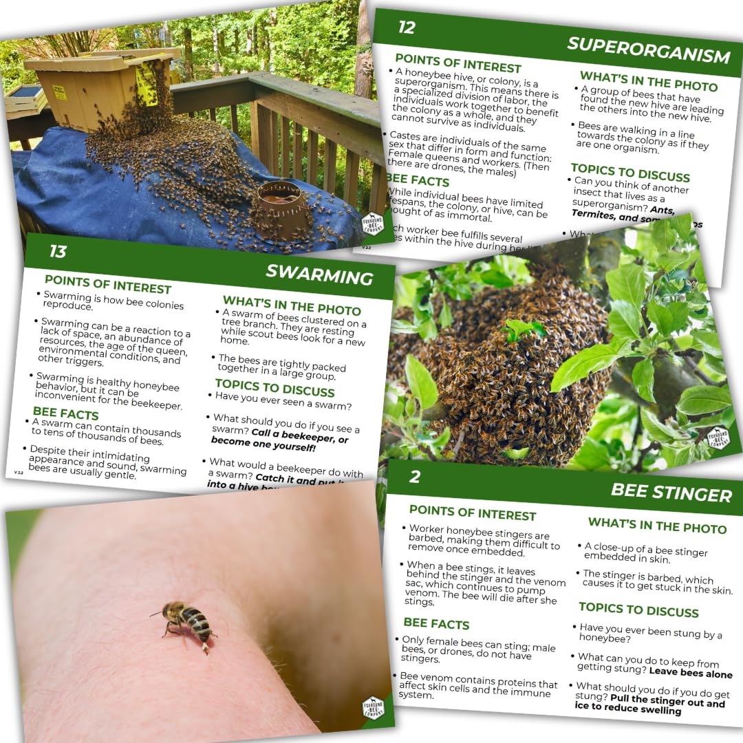 Educational Beekeeping Cards – 12x18 Oversized Beekeeping Flashcards for Teaching Bees and Beekeeping - Classroom and Workshop Learning Tool (Complete Set - Heavy Card Stock)