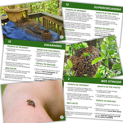 Educational Beekeeping Cards – 12x18 Oversized Beekeeping Flashcards for Teaching Bees and Beekeeping - Classroom and Workshop Learning Tool (Complete Set - Laminated)