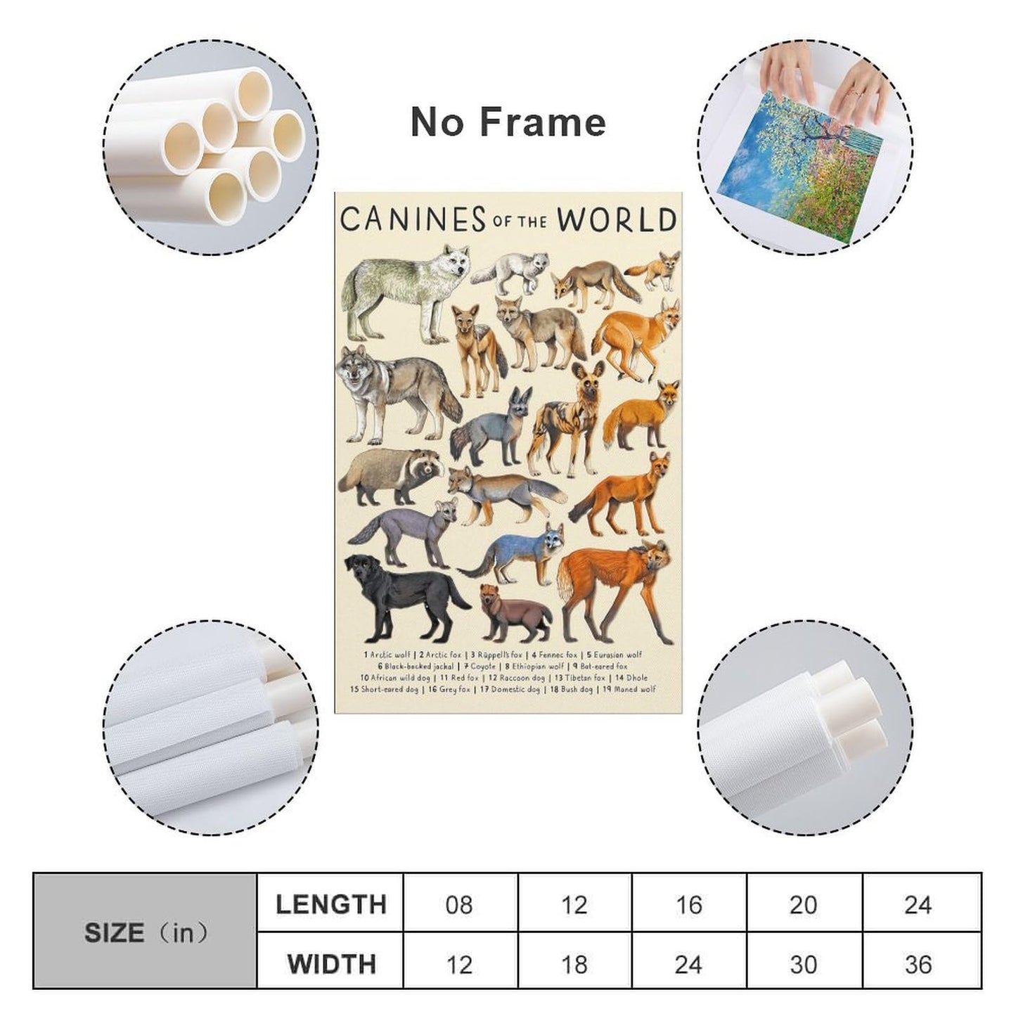 CYPGTBCK Canines Poster - Wolf Dog Fox Animal Knowledge Art - Modern Family Bedroom Decor - 16x24inch (40x60cm)