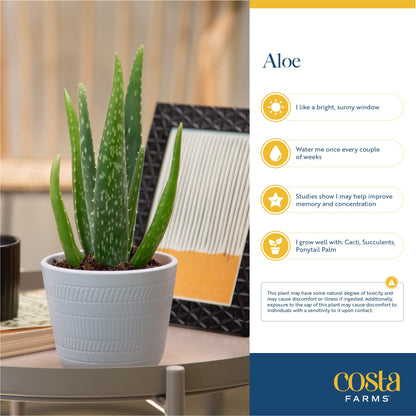 Costa Farms Live Mini Aloe Vera Indoor Plant, Easy Care Succulent in Modern Love Ceramic Planter, 5-Inches Tall, Small Houseplant for Plant Shelf or Desk, Birthday Gift or Room Decor
