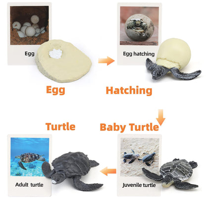 MIKNEKE Montessori Life Cycle Animal Figures with Flash Cards, Realistic Animal Figurines Toy, Educational Matching Game for 3+ Year Old Toddlers Kids (Turtle)