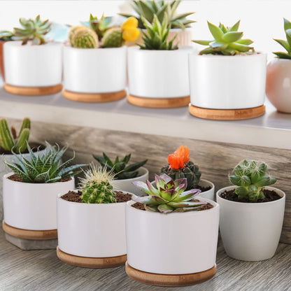 Cindeer 12 Sets Succulent Plant Pot Ceramic Succulent Pots Container Cactus Pots with Bamboo Tray Small Cylinder Flower Plant Pot with Bamboo Saucers for Plants Indoor Outdoor(White,3 x 2.17 Inch)