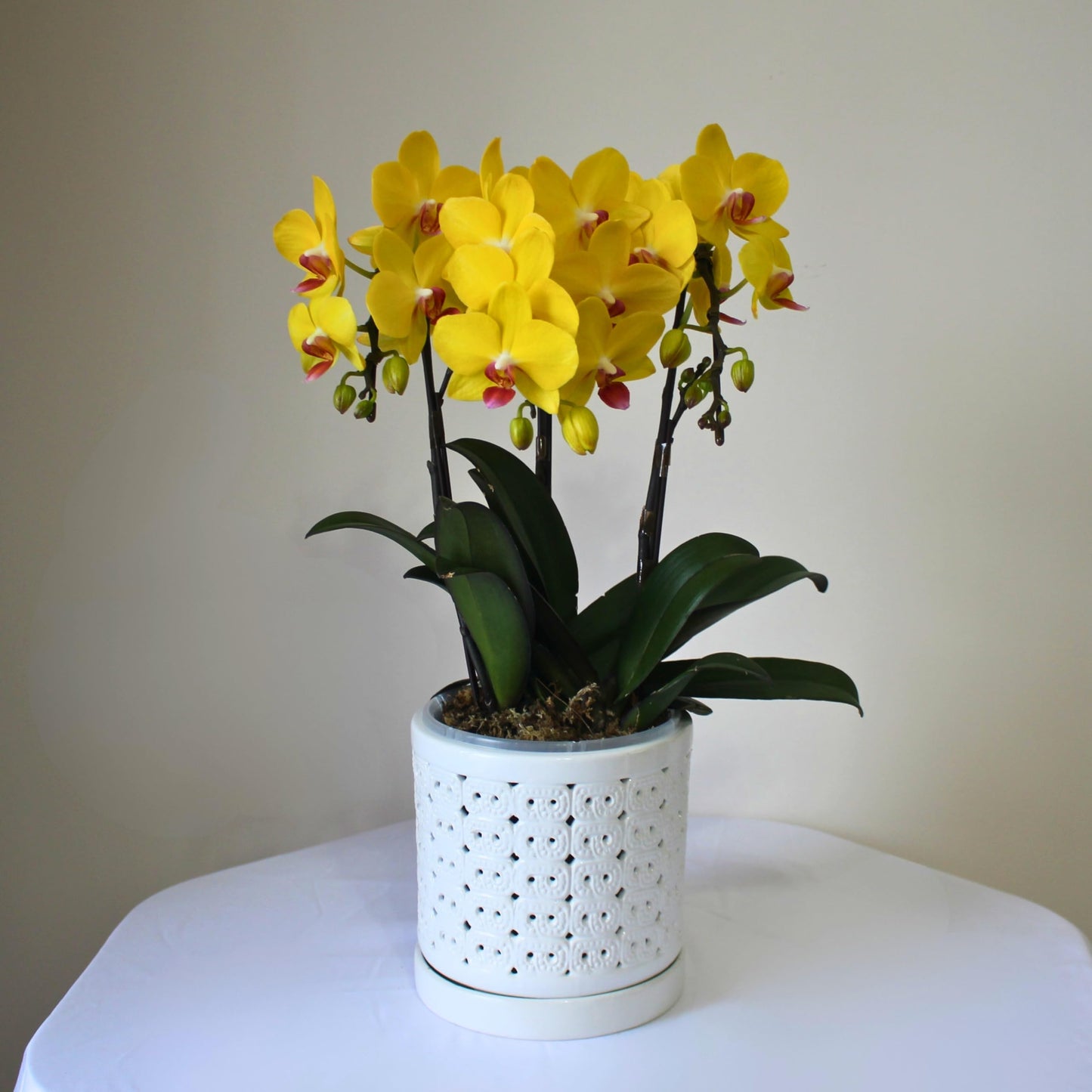 DESQUIGGLE White Ceramic Orchid Planter, 6 Inches Wide, Large Orchid Pots with Holes for Indoors Or Outdoors with Swirl Cut Out Pattern, Orchid Gifts