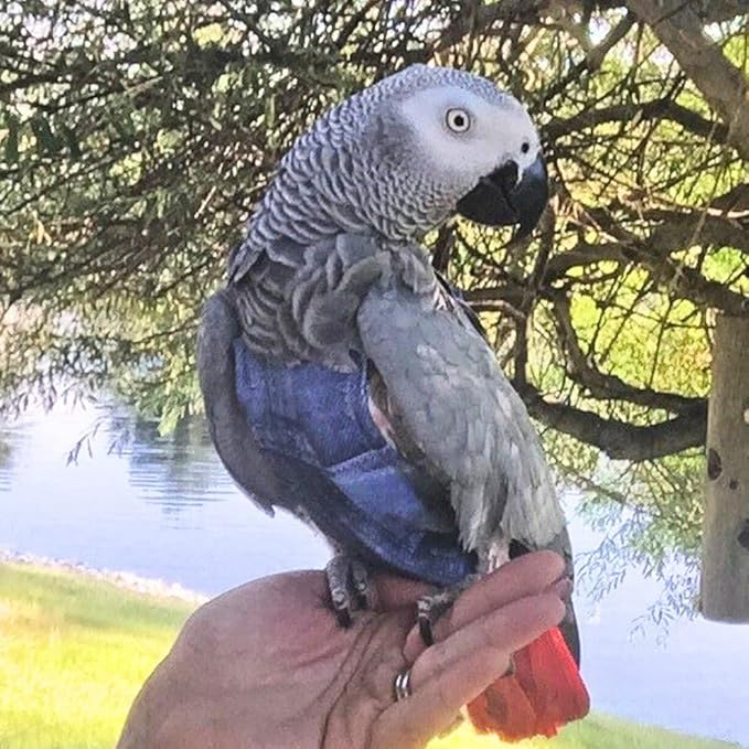 Avian Fashions FeatherWear FlightSuit Petite(1) Bird Diaper in Denim Print