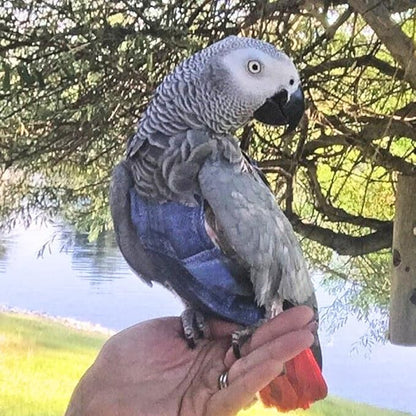 Avian Fashions FeatherWear FlightSuit Wide(7) Bird Diaper in Denim Print