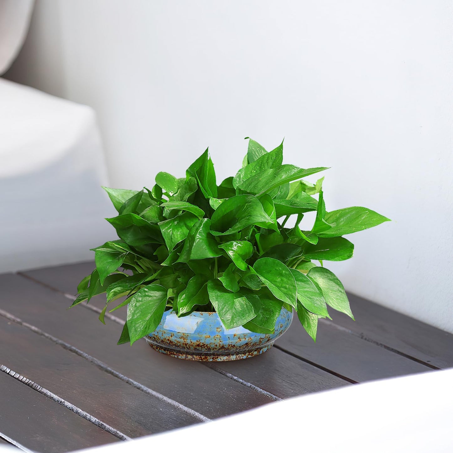 NUOBESTY Ceramic Hydroponic Plant Pot Indoor Succulent Planter for Water Lily and Narcissus Flower 7.3 Inch Decorative Bowl for Garden Balcony Table