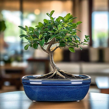 DILATATA Set of 2 Oval Ceramic Bonsai Planter Pots (9.3” x 6.3”) – Glazed Succulent & Cactus Flower Pots Without Holes for Indoor & Outdoor Plants, Bonsai Tree Pot Decorative Garden Containers