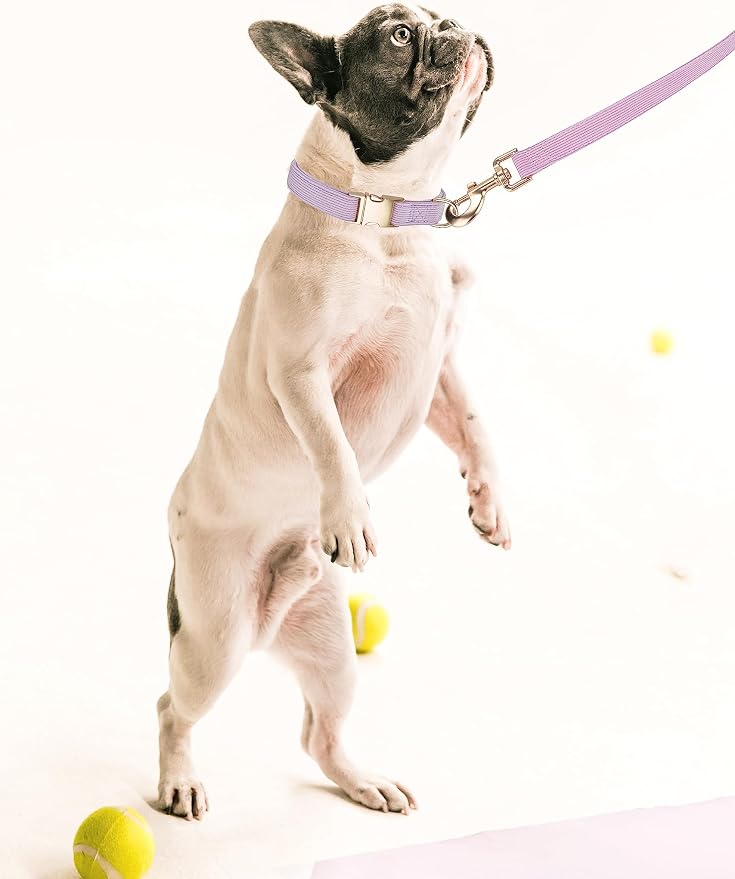 Soft Corduroy Dog Collar and Leash Set Adjustable Durable Dog Collars with Metal Buckle and Lead for Small Dogs,Lilac