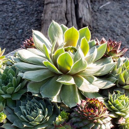 Live Sempervivum Hens and Chicks Succulent Bowl with Mini Plants, Decorative Ceramic Planter by Plants for Pets