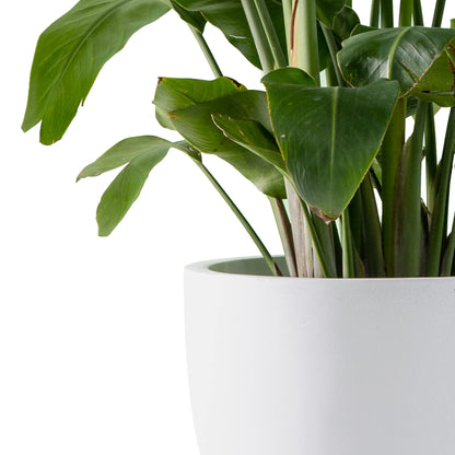 Kante 13.4" Dia Round Concrete Planter, Large Outdoor Modern Indoor Decorative Plant Pots with Drainage Hole and Rubber Plug for Home and Garden, Pure White