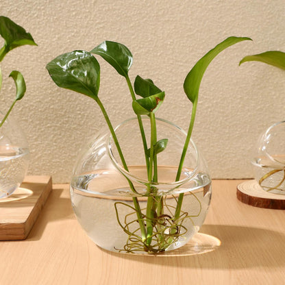 VANZACK 3pcs Round Glass Terrarium Vases Stylish Air Plant Containers for Home Office Decor Beveled Opening for Easy Plant Display for DIY Projects and Centerpieces